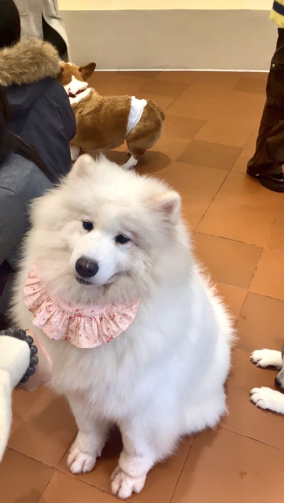 模拟宠物狗手机版(模拟宠物狗6中文版下载)-第2张图片-QuickQ官网