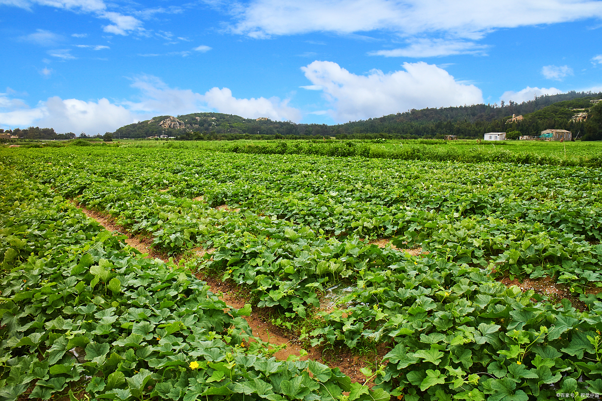 中药材种植安卓版下载(中药材种植软件官网下载)-第3张图片-QuickQ官网 中药材种植安卓版下载(中药材种植软件官网下载)-第3张图片-QuickQ官网