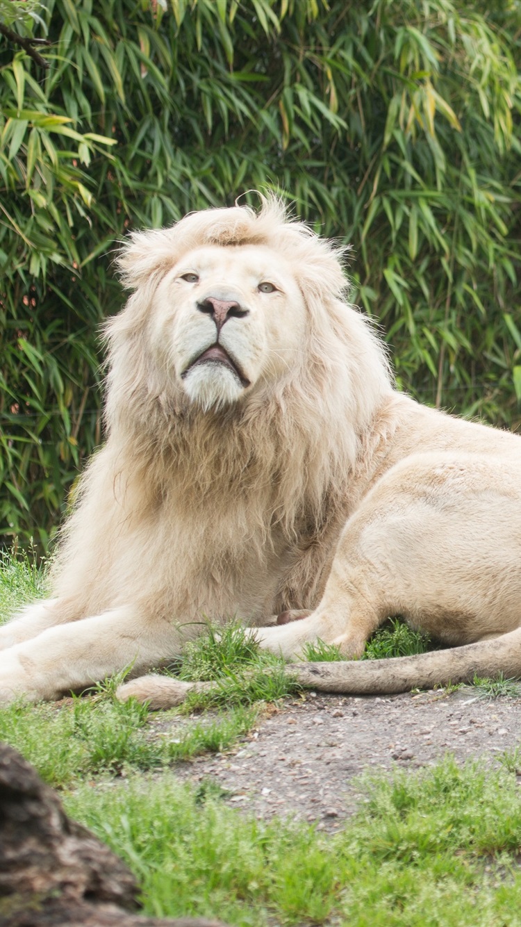 苹果版cats(苹果版cad可以快速生成轴网吗)-第4张图片-QuickQ官网