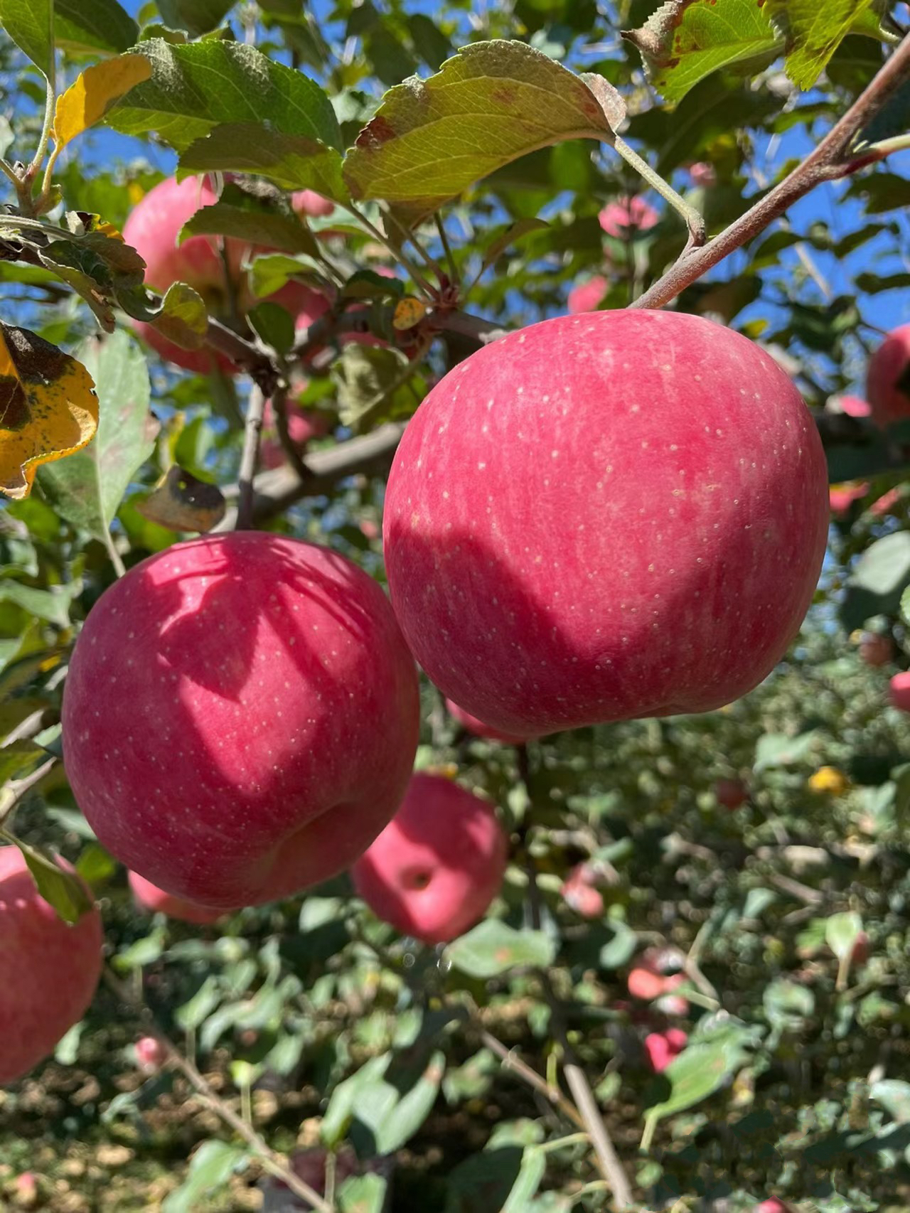 苹果图片版(apple图片)-第5张图片-QuickQ官网