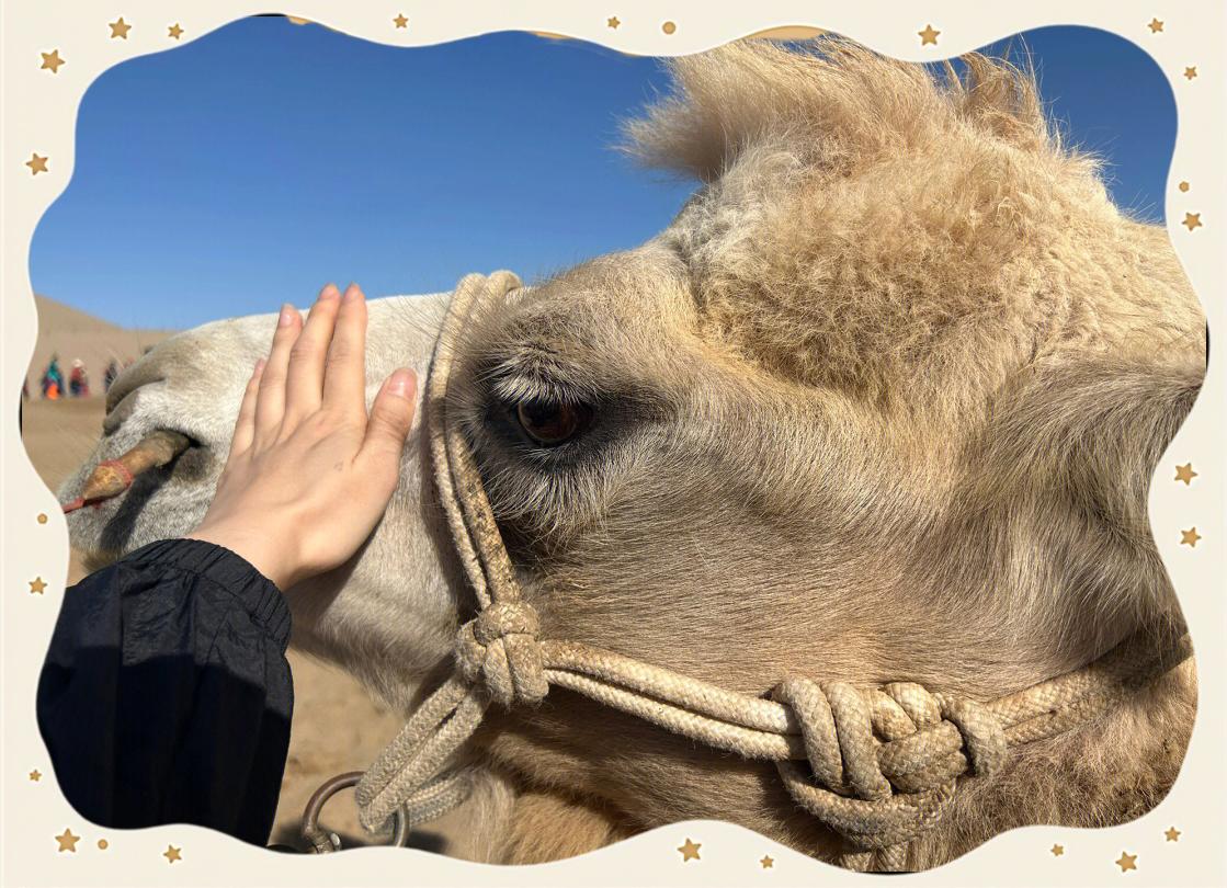 骆驼苹果版(骆驼定位app下载苹果安卓)-第2张图片-QuickQ官网 骆驼苹果版(骆驼定位app下载苹果安卓)-第2张图片-QuickQ官网