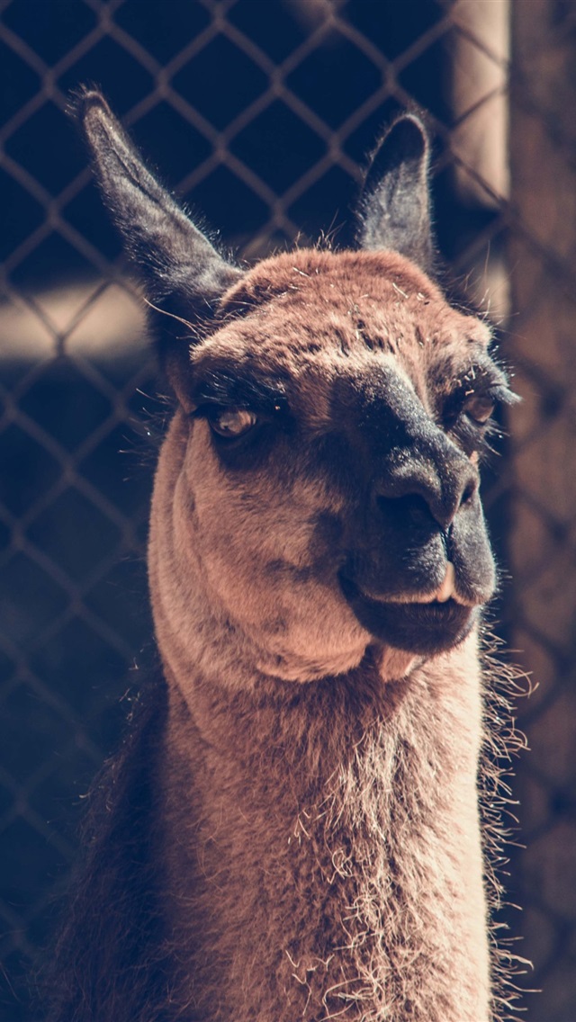 骆驼苹果版(骆驼定位app下载苹果安卓)-第3张图片-QuickQ官网 骆驼苹果版(骆驼定位app下载苹果安卓)-第3张图片-QuickQ官网