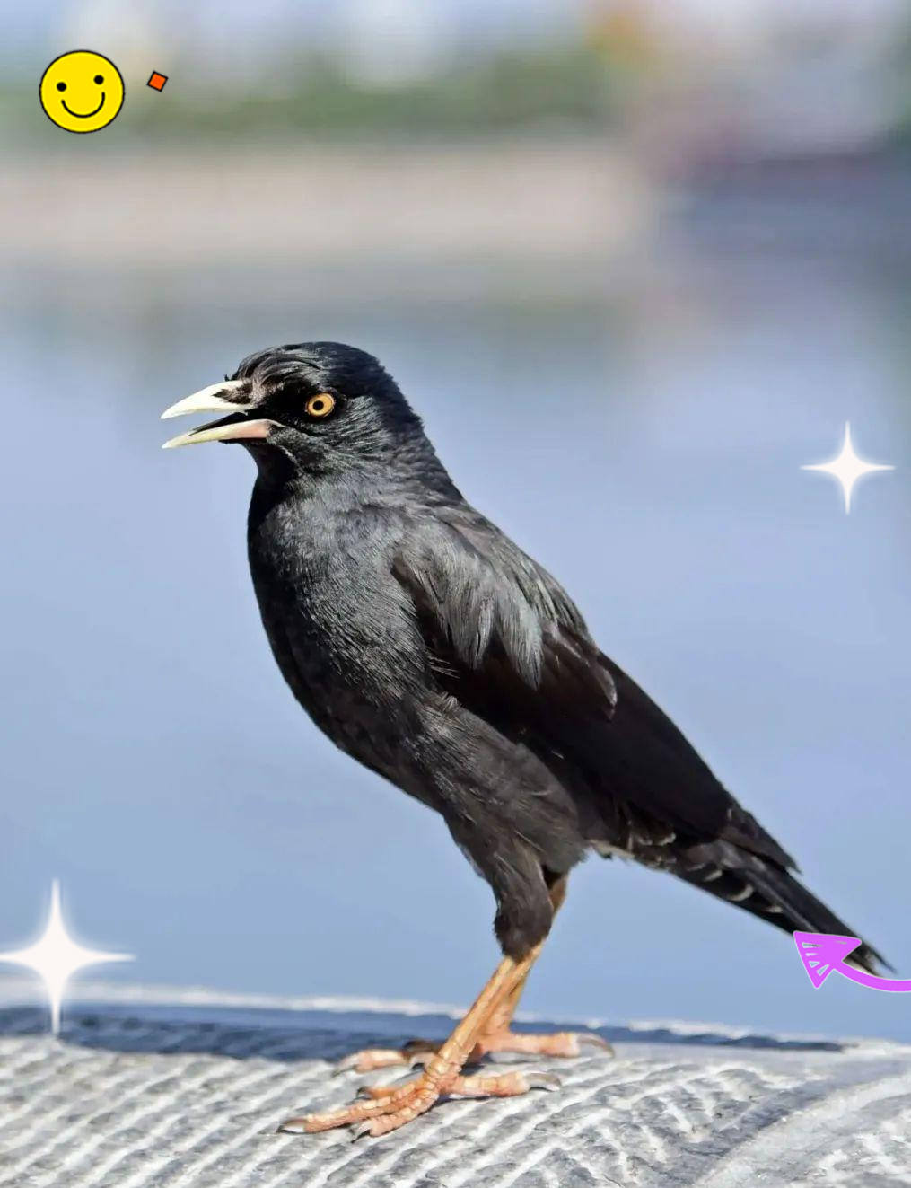 八哥电影手机版lr(八哥手机电影版本)-第3张图片-QuickQ官网