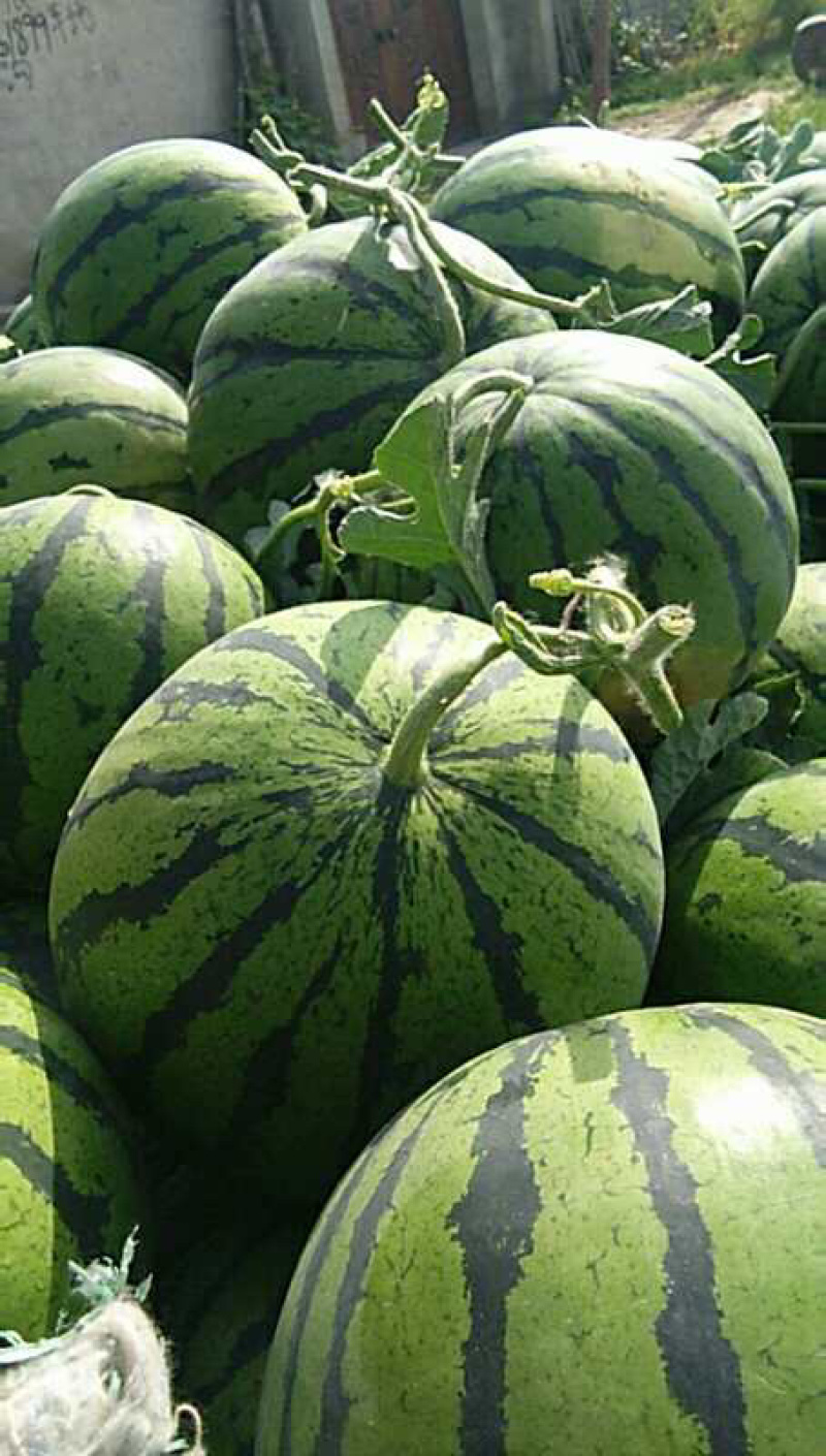 西瓜批发网手机版(西瓜批发网手机版官网)-第3张图片-QuickQ官网 西瓜批发网手机版(西瓜批发网手机版官网)-第3张图片-QuickQ官网