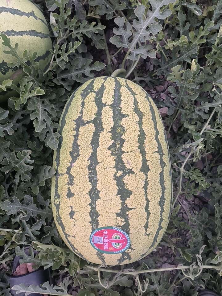 西瓜批发网手机版(西瓜批发网手机版官网)-第5张图片-QuickQ官网 西瓜批发网手机版(西瓜批发网手机版官网)-第5张图片-QuickQ官网