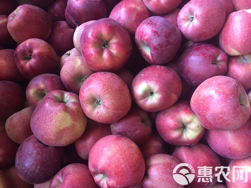 哈版苹果(哈局苹果下载)-第4张图片-QuickQ官网