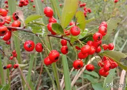 cf小苹果苹果版下载(cf小苹果助手怎么下载)-第5张图片-QuickQ官网