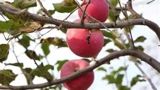 小苹果韩国版韩版(韩版小苹果mv现场版高清)-第5张图片-QuickQ官网